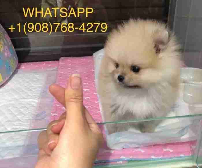 Pomeranian teacup for sale