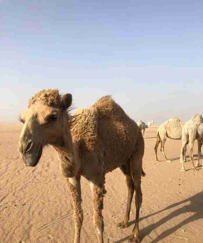 نشتري جميع انواع الابل والقعدان