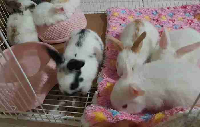 أرانب فرنسية صغيرة French small rabbits