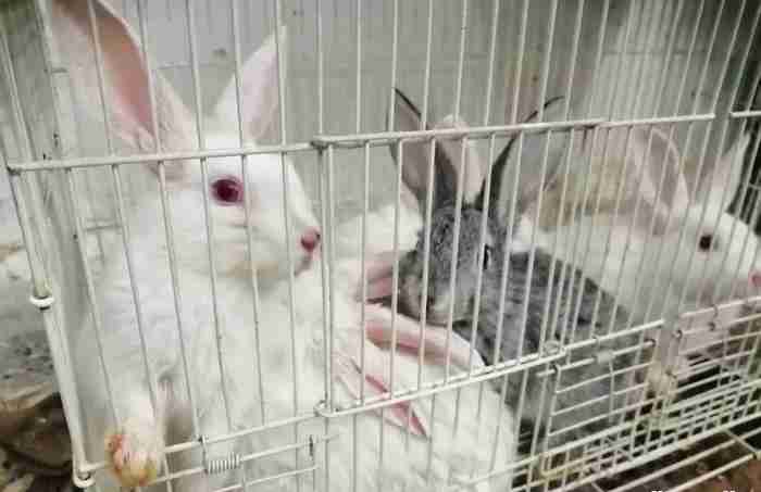 Poland rabbits grey and white 4 kd each