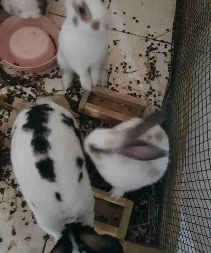 French rabbits أرانب فرنسية