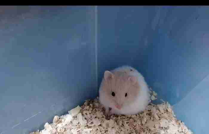 syrian hamster