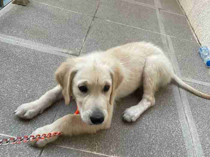 golden retriever puppy 4 months