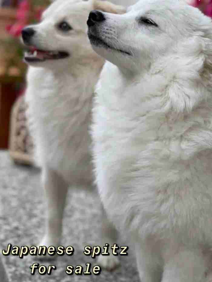 japanese spitz