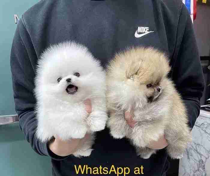 TEACUP POMERANIAN FOR SALE