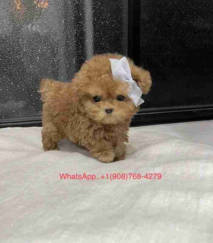 TEACUP POODLE PUPPY FOR SALE