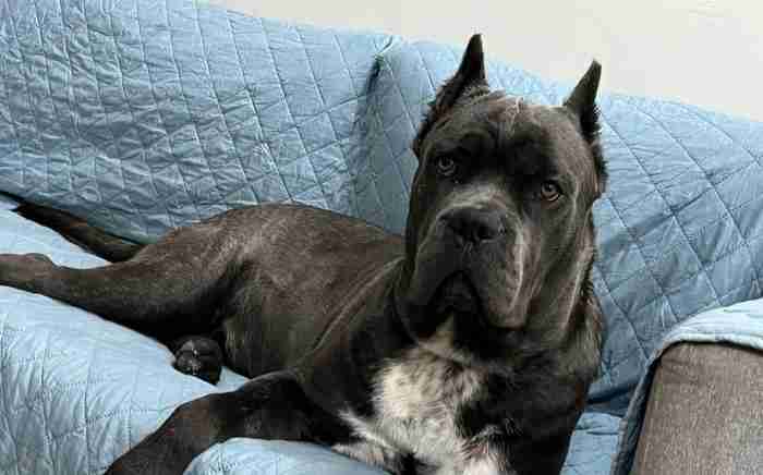 cane corso