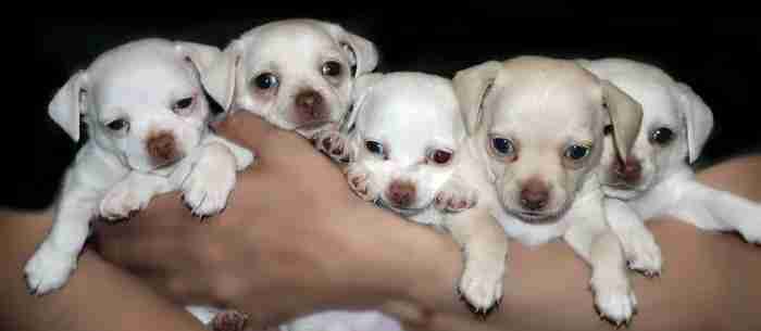 chiwawa puppies for sale