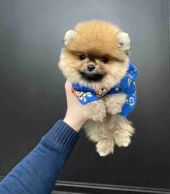 Teacup Pomeranian for sale