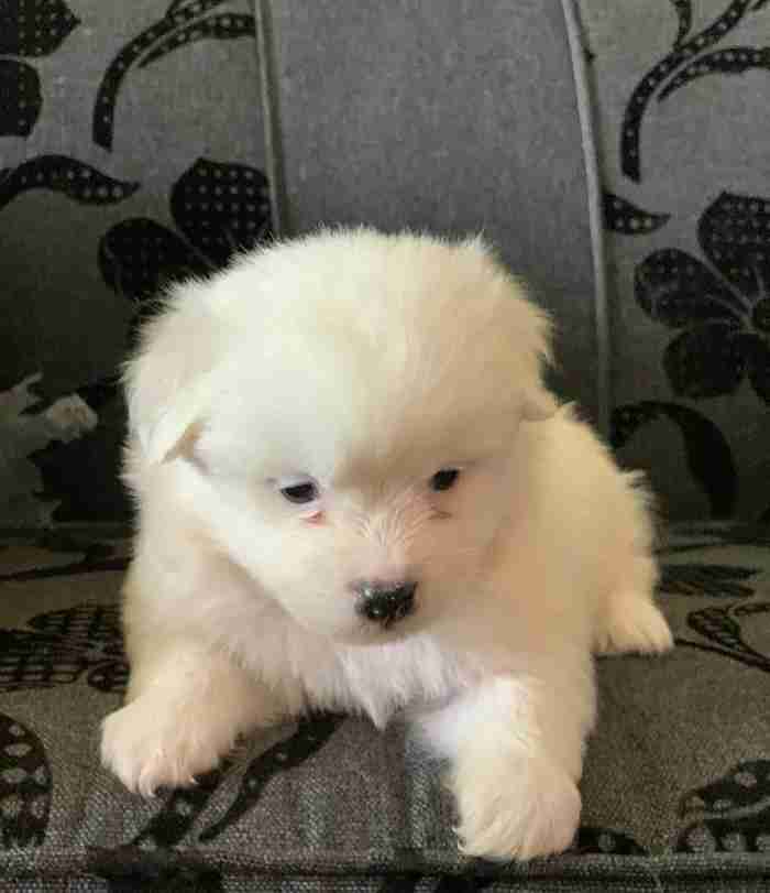 Maltese pup