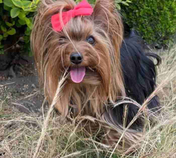 yorkshire terrier dog for sale male more information msg on whatapps