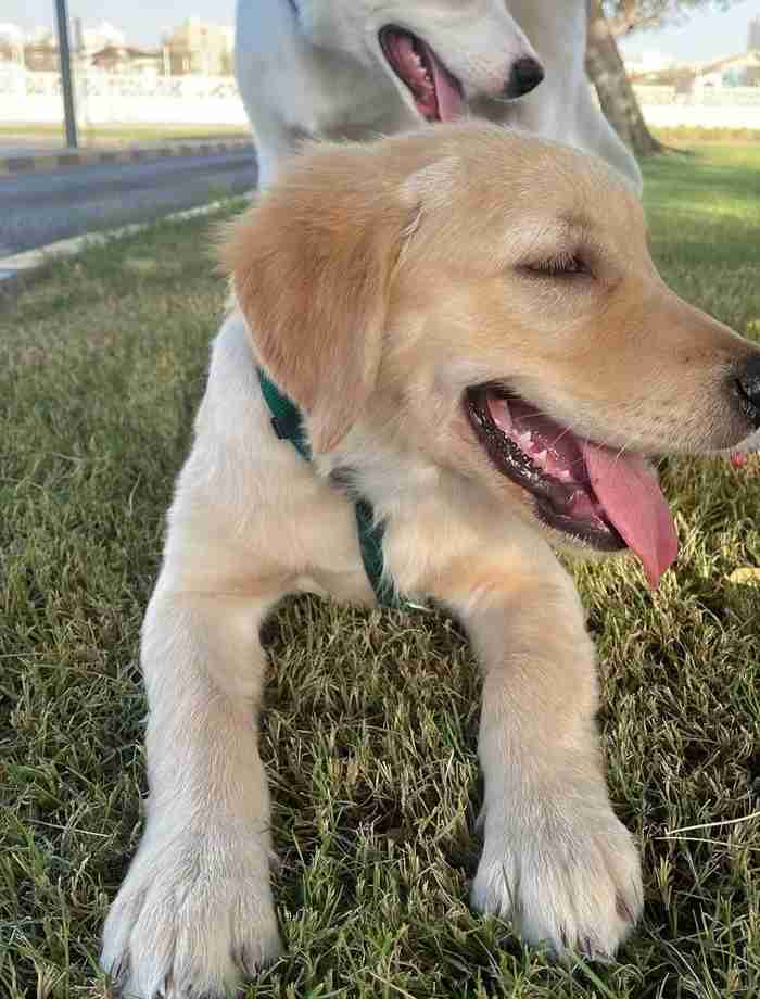  Months Female Golden Retriever