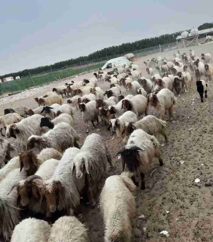 نشتري غنم ومعزه العدد مفتوح