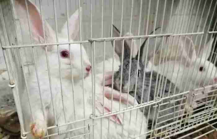 Poland rabbits grey and white 4 kd each