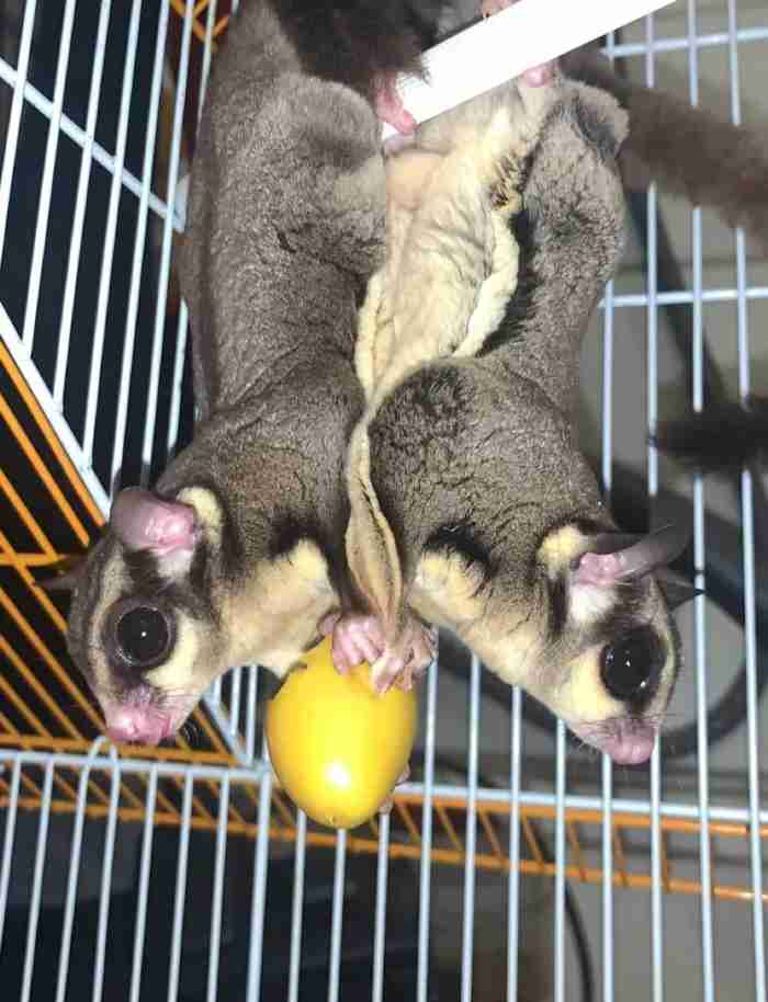 sugar glider/سنجاب طائر