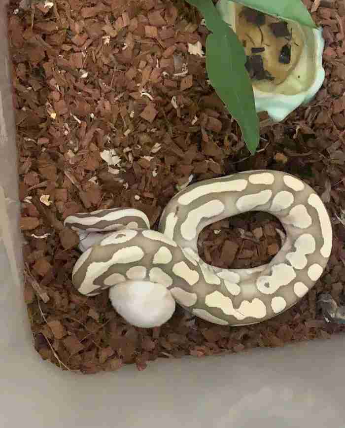 للبيع ball python