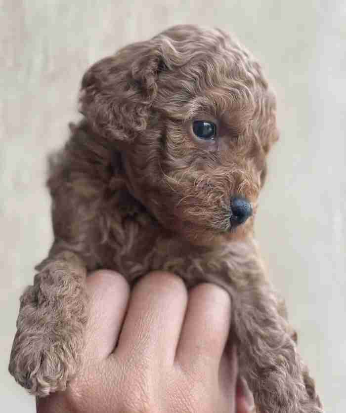 Toy Poodle