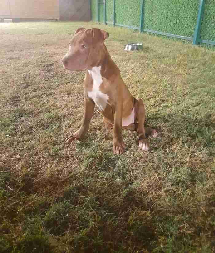 American Pitbull Terrier