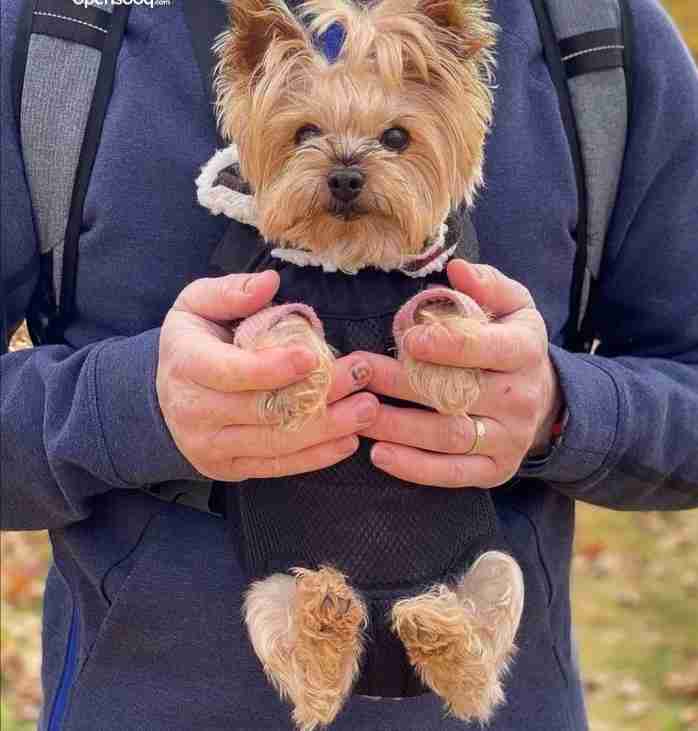 yorkshire terrier dog for sale female