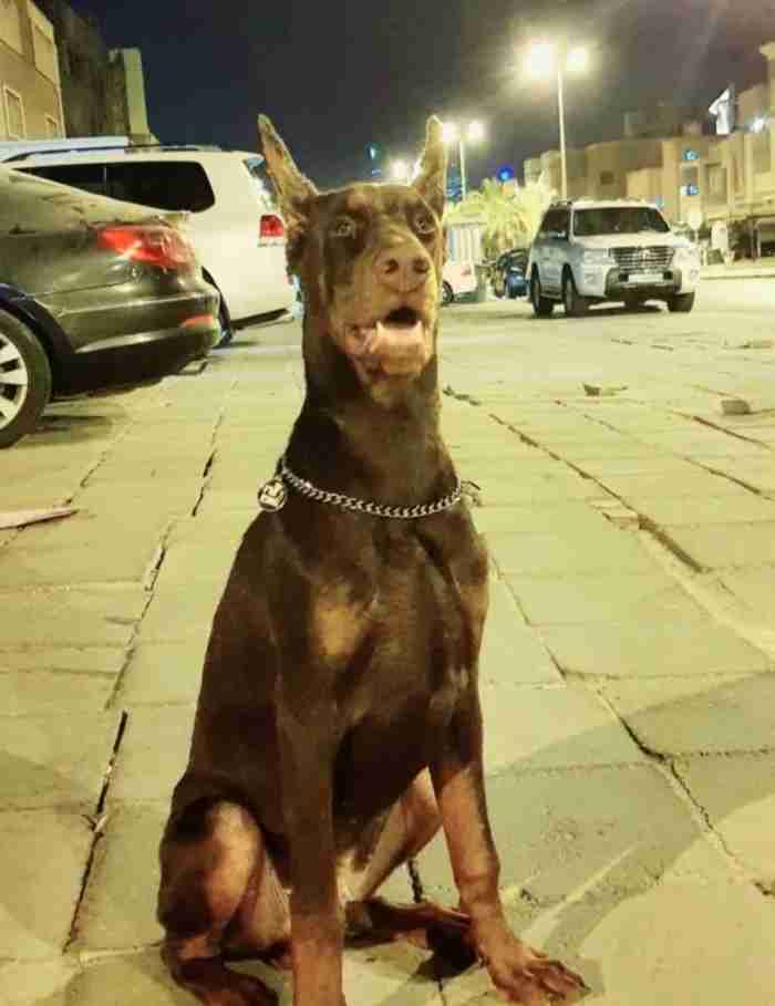 russian Doberman دوبرمان روسي