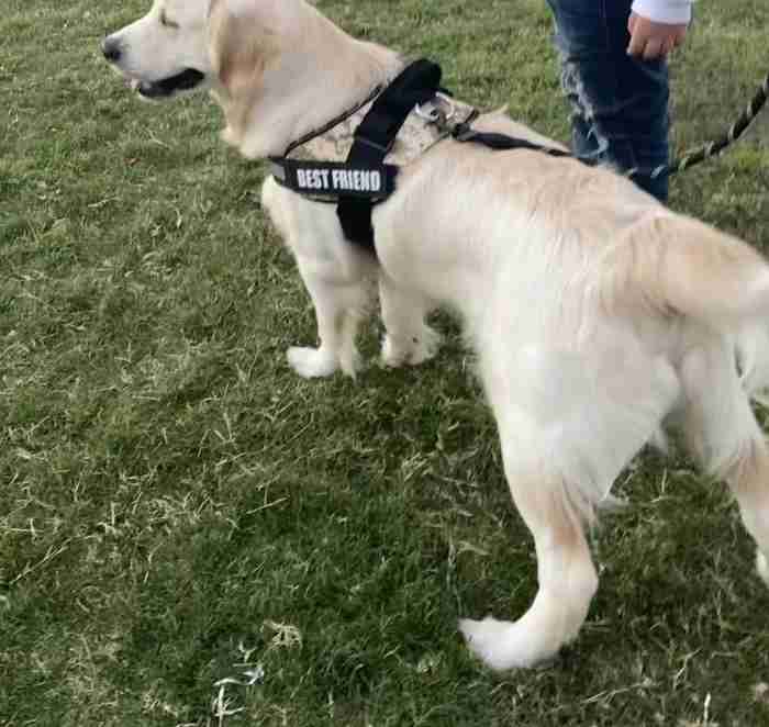 Ukrainian golden retriever