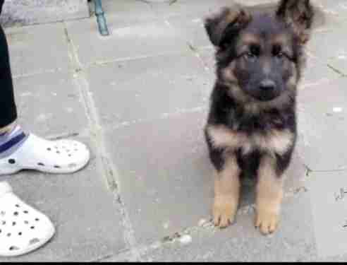 HEALTHY AND GERMAN SHEPHERD PUPPY FOR SELL