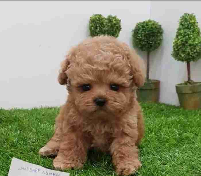 EXCELLENT TOY POODLE PUPPY FOR SELL