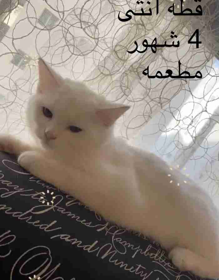 للبيع سكرتش فولد