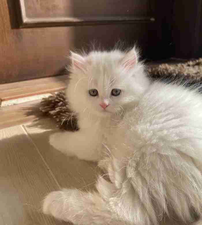 قط شيرازي ذكر persian cat