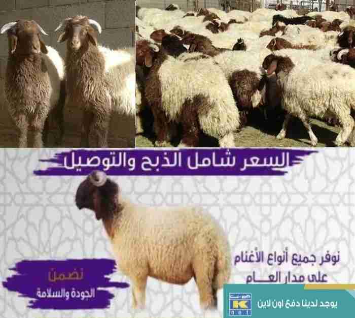 ذبايح للبيع مع التوصيل مجانا جميع مناطق الكويت