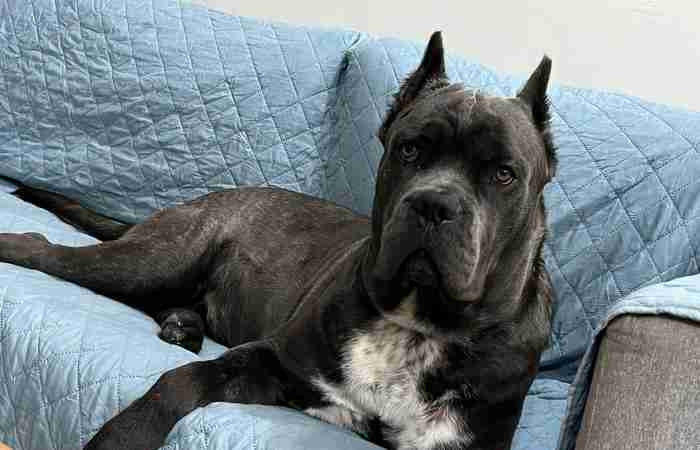 cane corso