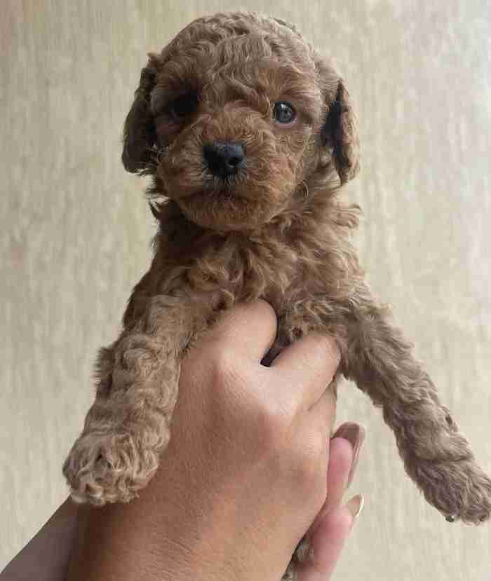 Toy Poodle