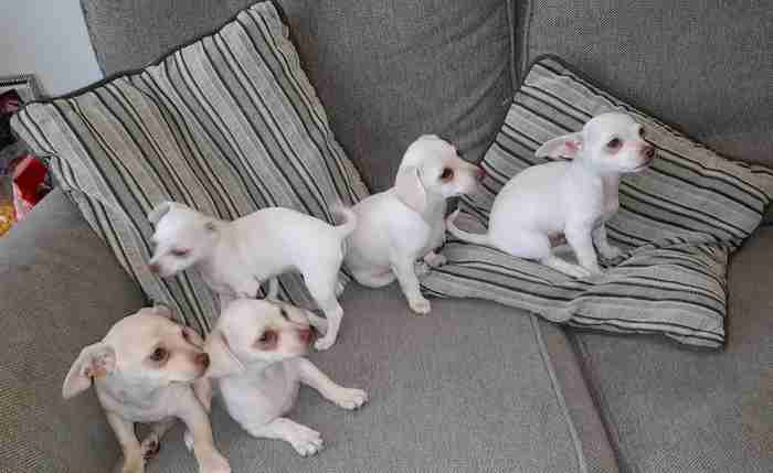 chiwawa puppies for sale