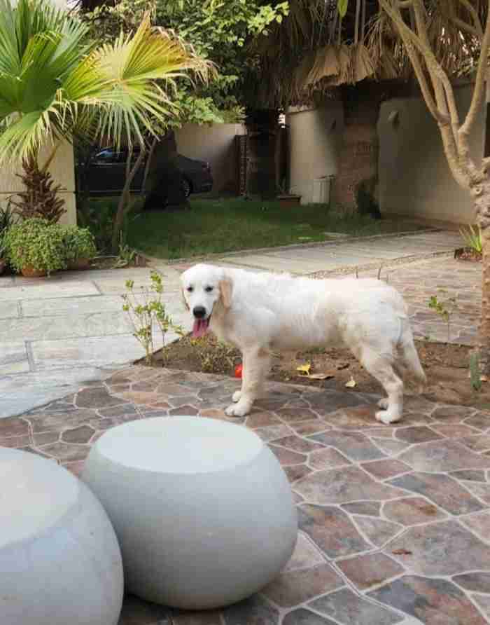 Scottish breed of retriever dog of medium size