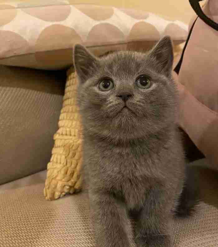 British shorthair kitten, male for sale