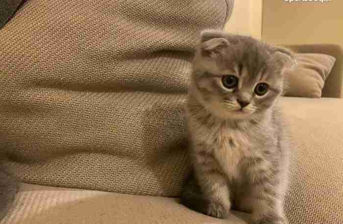 Scottish fold kitten, female for sale