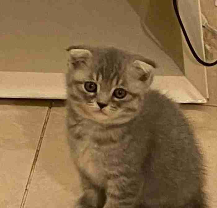 Scottish fold kitten for sale