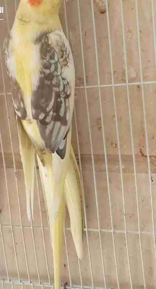 pied cocktail adult for sale without cage