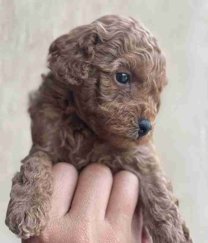 Toy Poodle