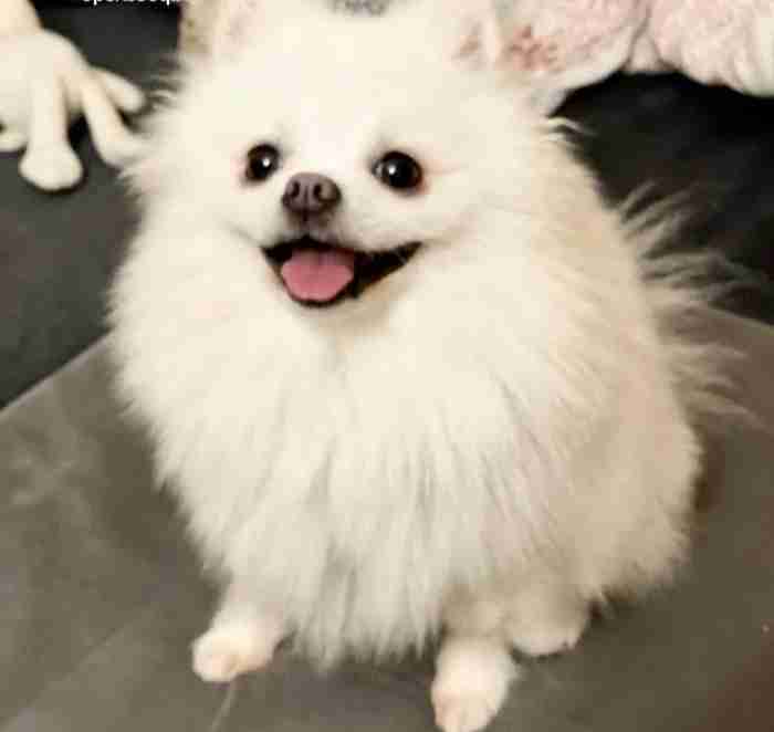 pomeranian dog