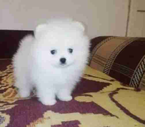 pomeranian puppy