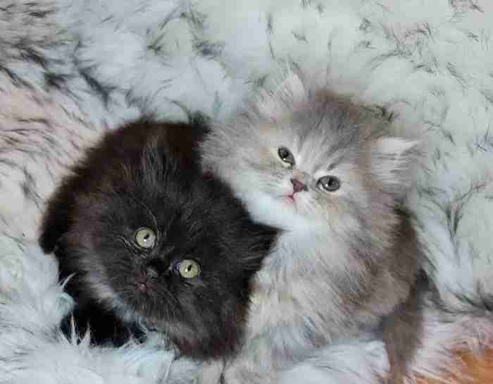 كتنز سيبيري siberian kittens