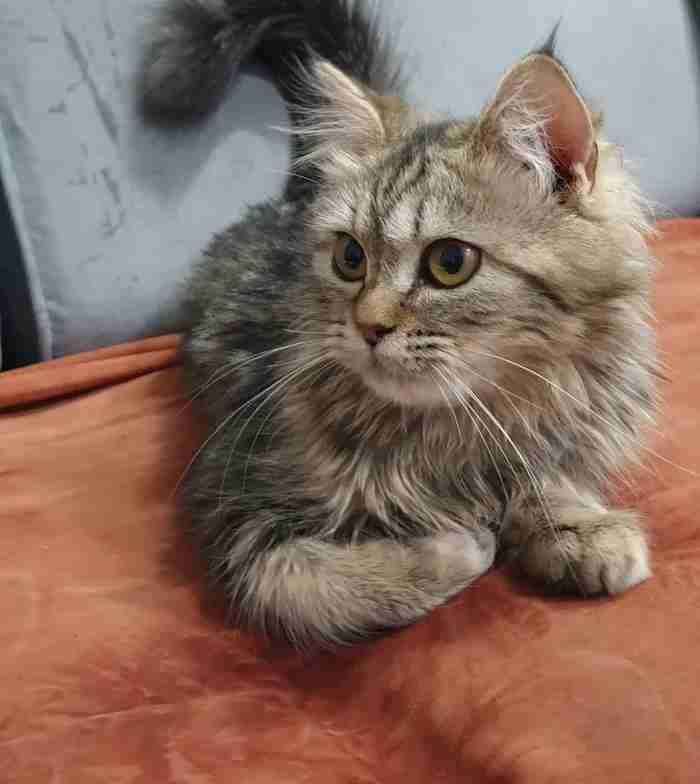 قطة للتبني kitten for adoption