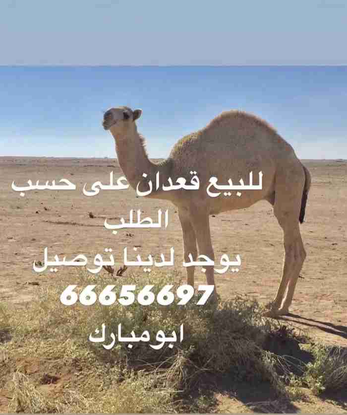 قعدان محليه