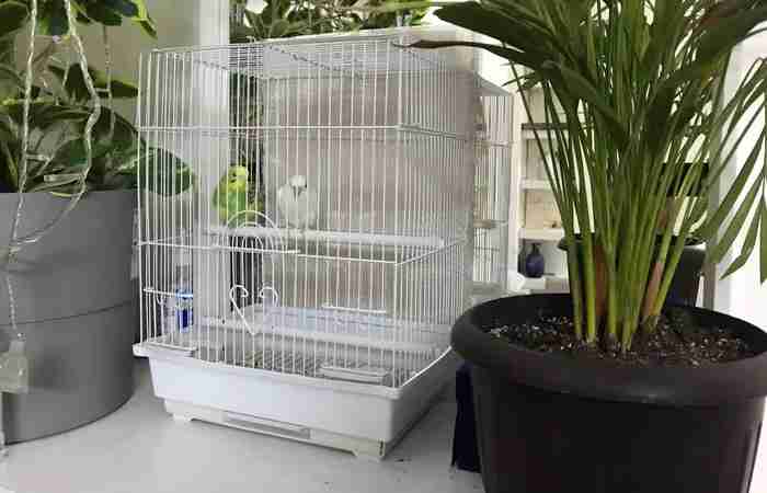 healthy love birds with small cage for sale