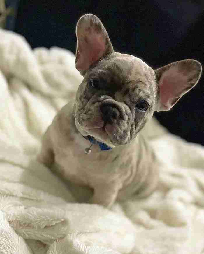 Lilac Fawn Merle French Bulldog Puppies