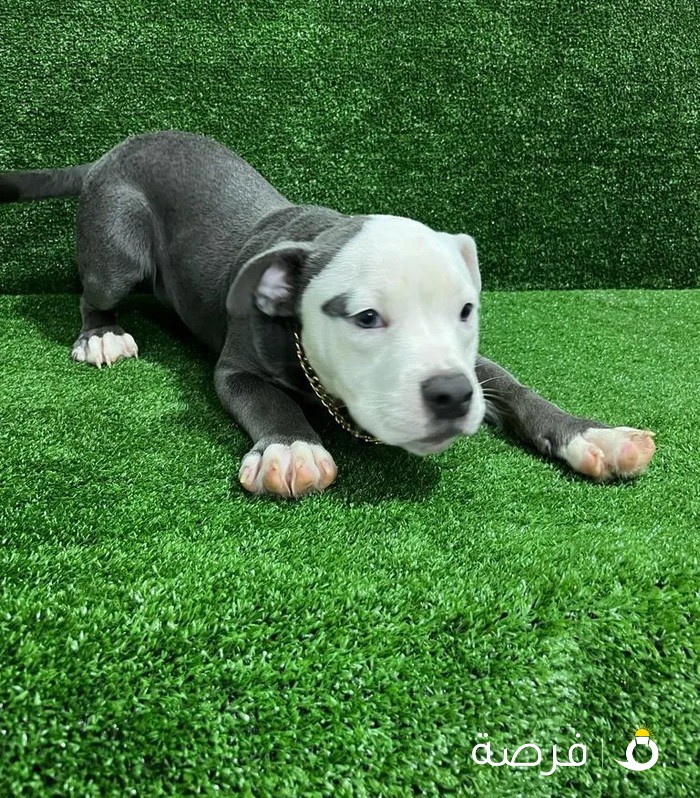 American Bully