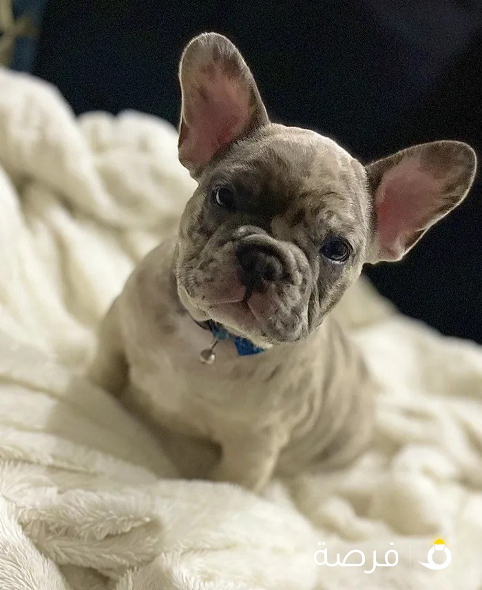 Lilac Fawn Merle French Bulldog Puppies