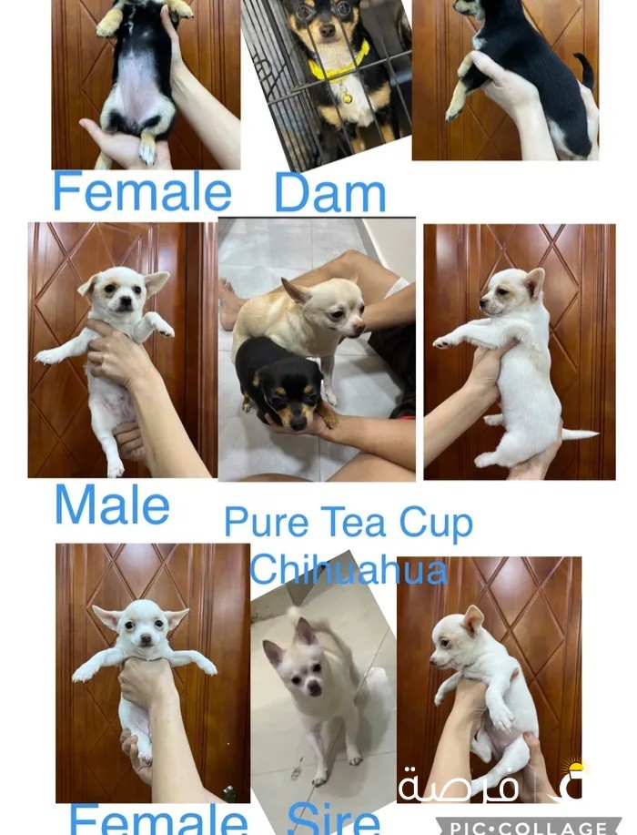 Pure Tea Cup Chihuahua