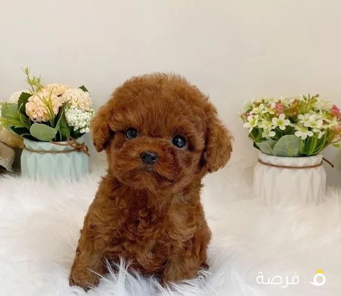 Teacup mini poodle puppy for sale